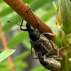 True Weevil