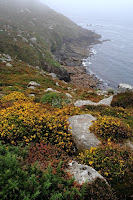 Wicca Cliff by David JC -   ( southwest, britain, gorse, cornwall, rural, summer, heath, rock, rustic, bracken, uk, england, coastline, natural, nature, countryside, moorland, shore, south west coast path, west country, grassland, flower, stone, coast, moor, plant, pteridium, ulex, wild, landscape )