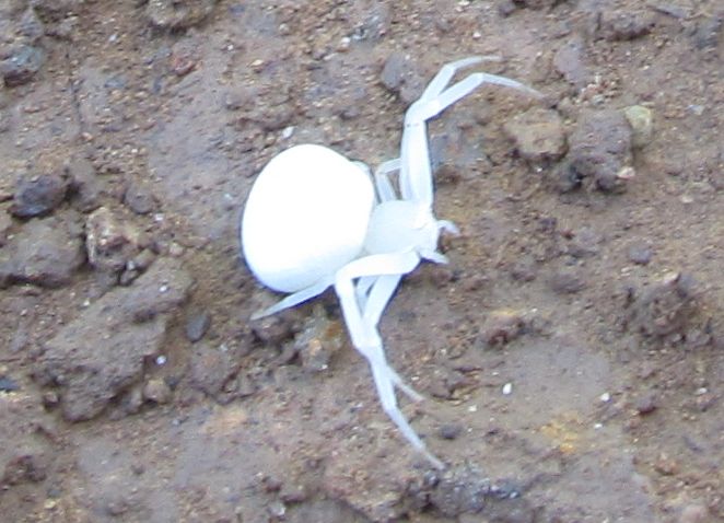 White Crab Spider