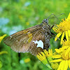 Silver-spotted skipper