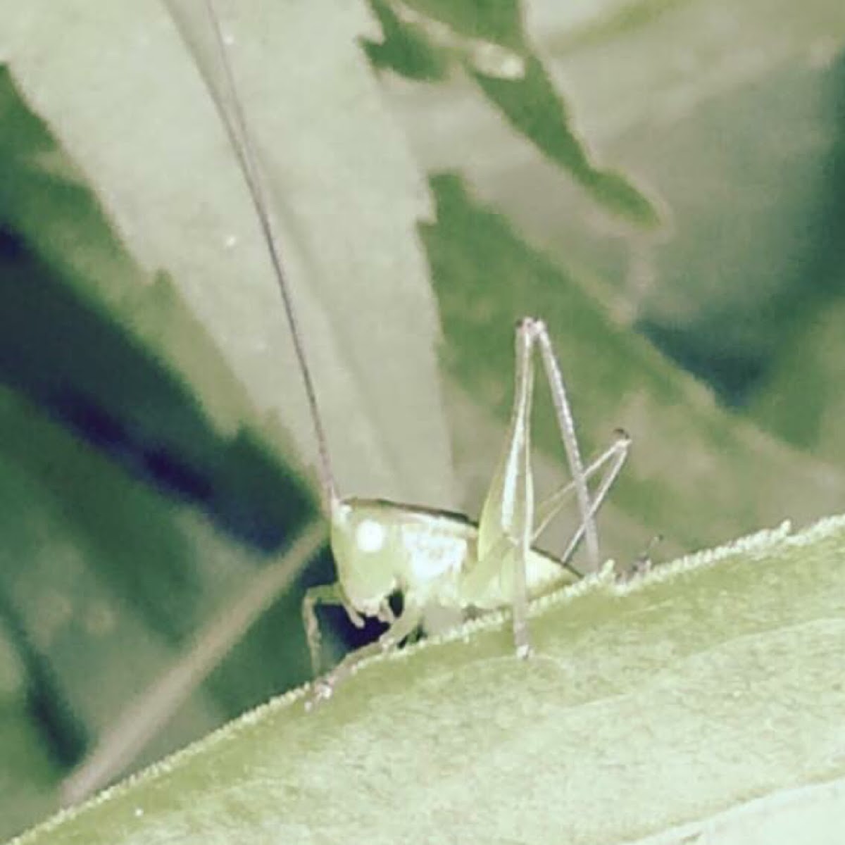 Meadow Katydid Nymph