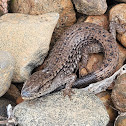 Northern Alligator Lizard