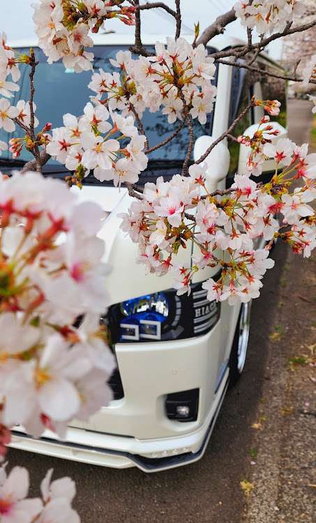 ハイエースバンの4月もよろしくお願い致します🌸・ハイエース200系・カスタムヘッドライト・ハイエース・サクラと愛車に関するカスタム事例の投稿画像3枚目