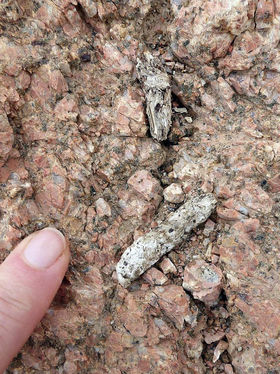 Ornate Spiny-tailed Lizard Scat