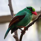 Javan Green Magpie