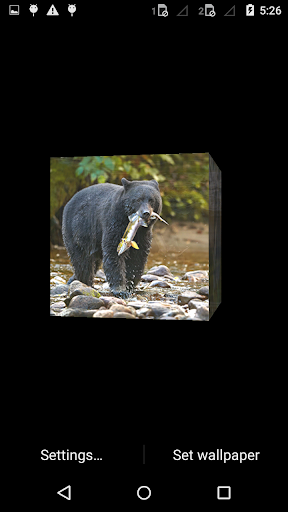 Black Bear cube 3d LWP