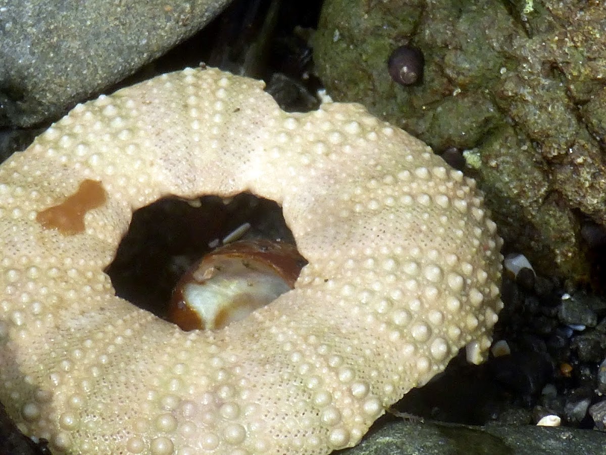 Sea urchin Shell