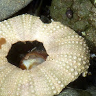 Sea urchin Shell