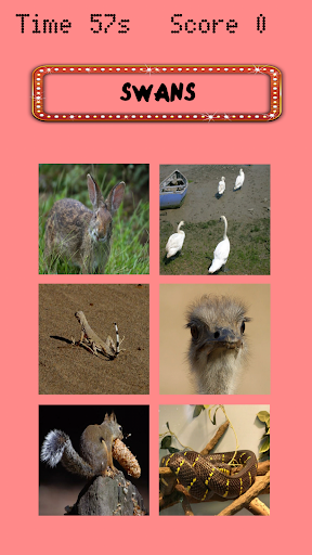 Learning animal in English