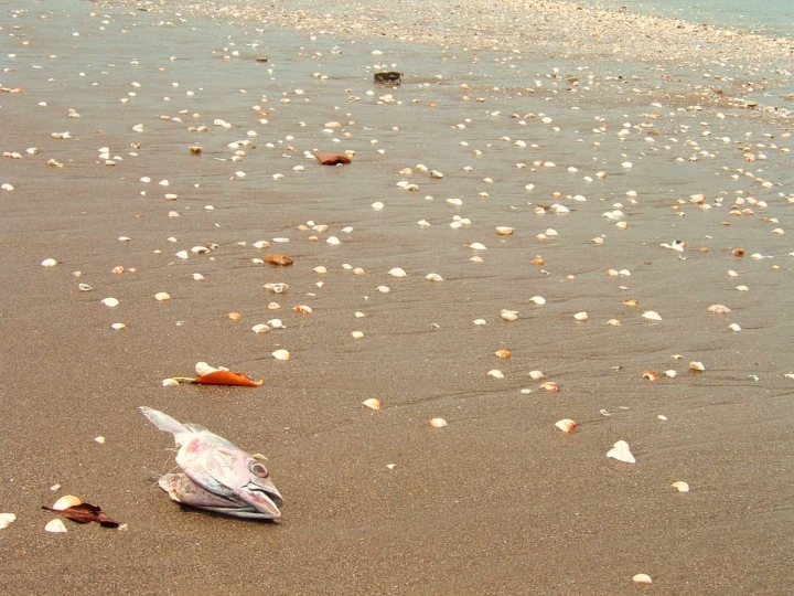 I residui del mare di lana