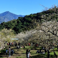 柳家梅園農場