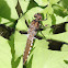 Common Whitetail Dragonfly