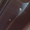 Unknown Spotting ( Spider And Egg Sac )