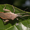 Leaf-footed bug