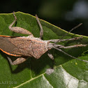 Leaf-footed bug