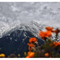 Roccia, fiori e neve di 