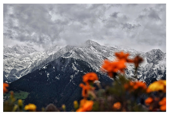 Roccia, fiori e neve di Tonio-marinelli