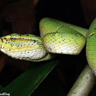 Wagler's Pit Viper