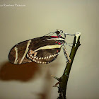 Zebra Longwing