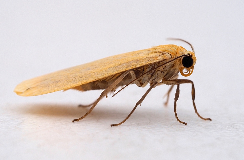 Polilla (Moth)