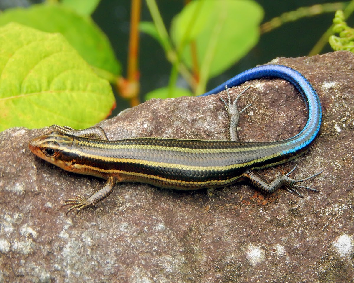 Japanese Five-Lined Skink