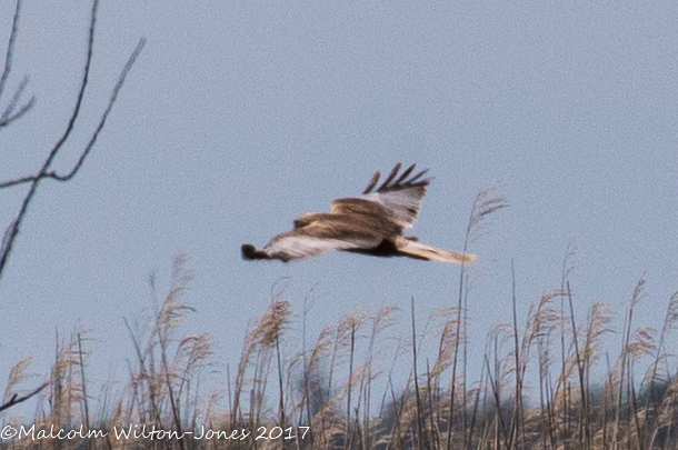 Marsh Harrier