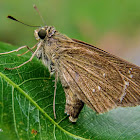 Three-spotted Skipper