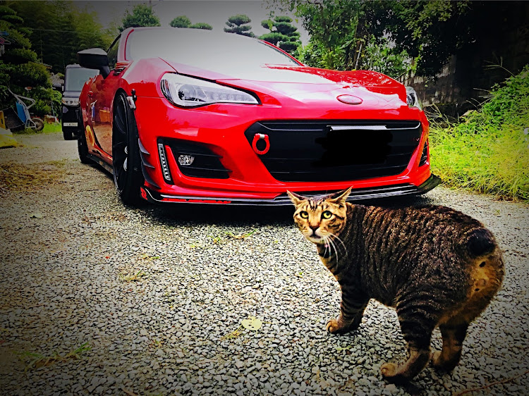 BRZの猫・ネコ・注意・秋・寒くなってきたに関するカスタム事例の投稿画像1枚目