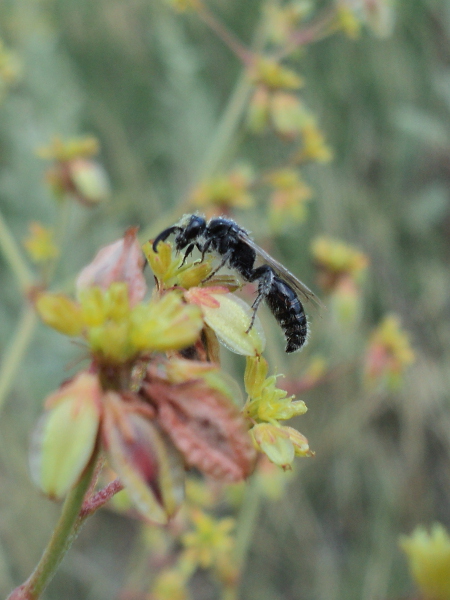 Tiphiid Wasp