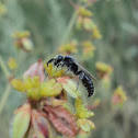 Tiphiid Wasp