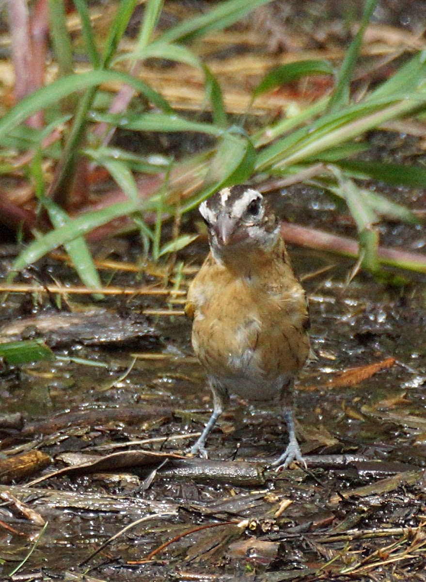 Black-headed Grosbeak (juvenile)