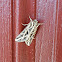 Girdler Moth