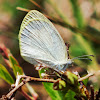 Barred Yellow (Barred Sulphur)