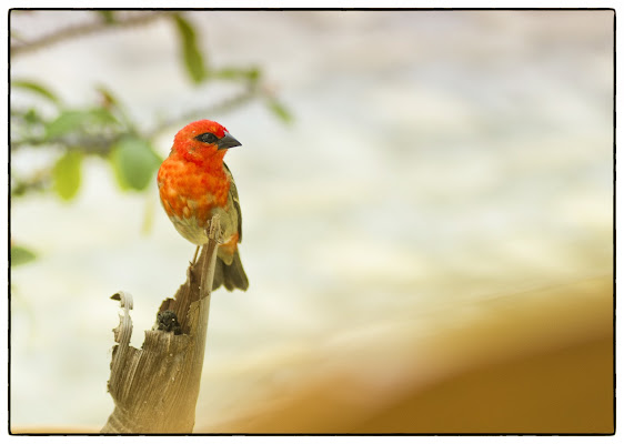 Tropical bird di Roberto Simonazzi