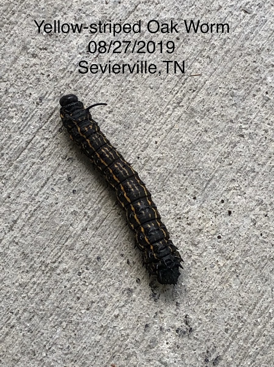 Yellow-striped Oak Worm