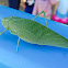 Katydid