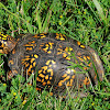 Eastern Box turtle