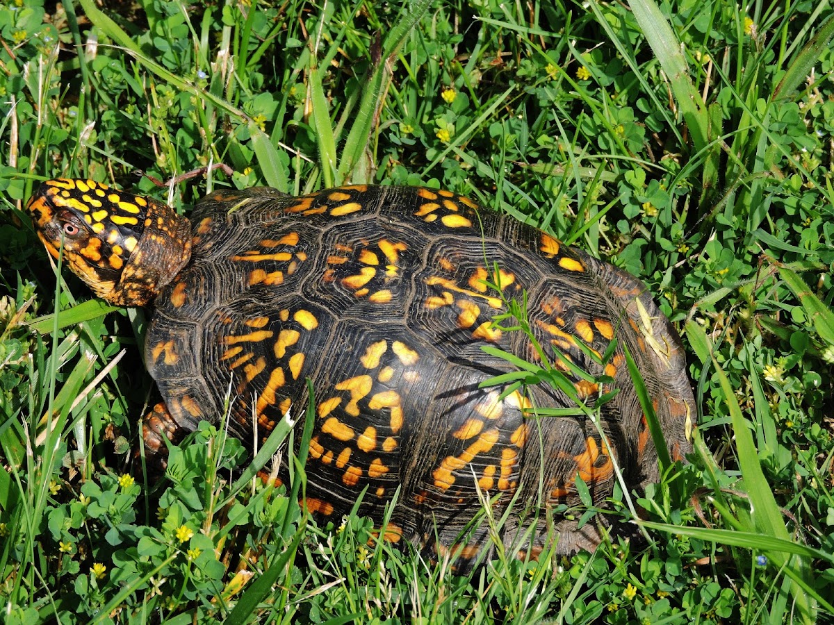 Eastern Box turtle