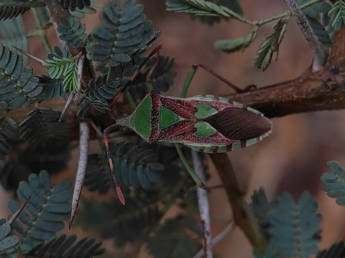 Leaf Footed bug