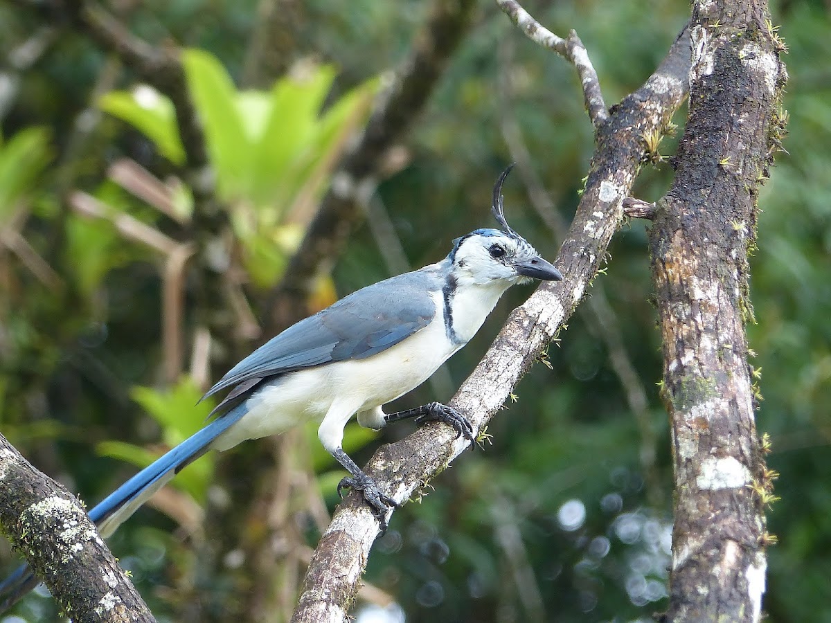 White-throated Magpie-Jay