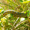 Spurge Hawk Moth caterpillar (younger)