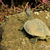 Turtle  -  Indian Tent Turtle