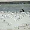 Forster's Tern