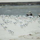 Forster's Tern