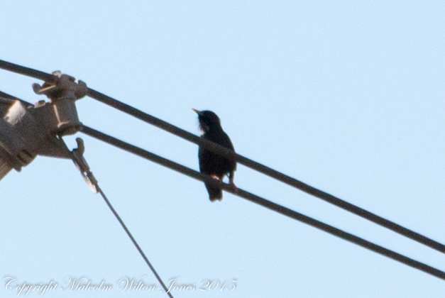 Spotless Starling; Estornino Negro