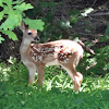 White tailed deer