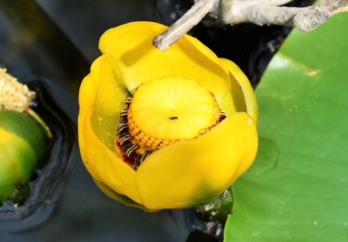 Yellow Pond Lily