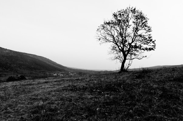 L'Albero di Campagna di gianni7_7