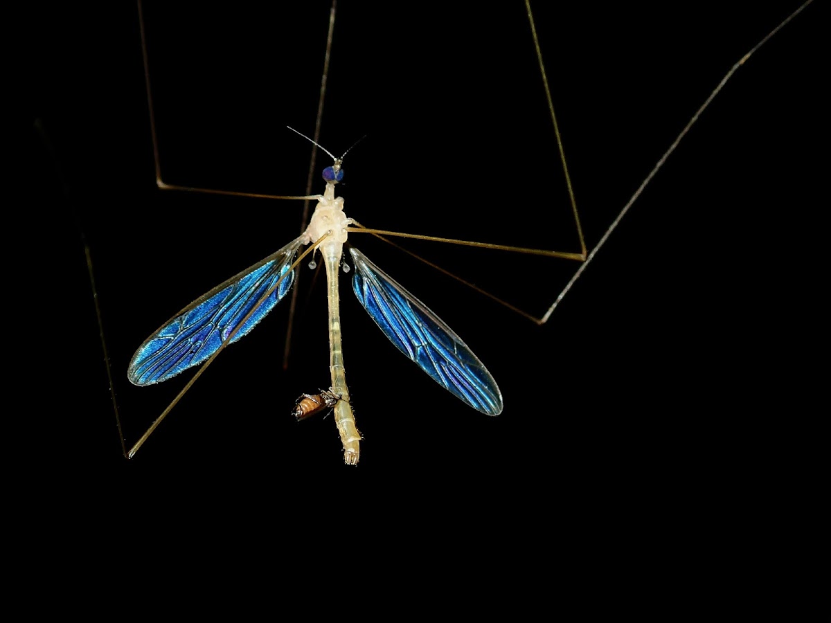 Cranefly