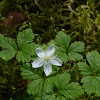 Trailing Raspberry